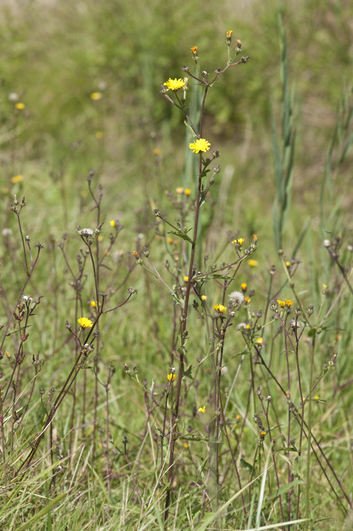 Picris hieracioides L. resmi