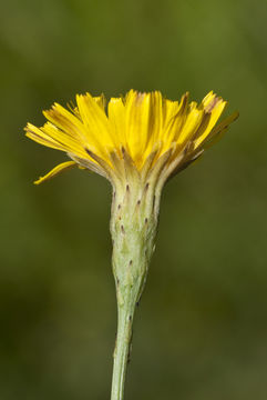 Image of August-Flower