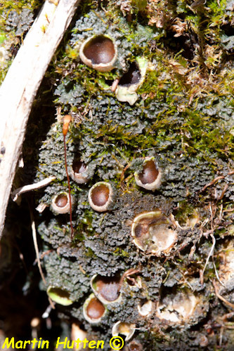 Image of chocolate chip lichen