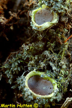 Image of chocolate chip lichen