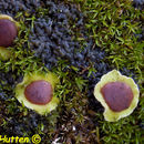 Image of chocolate chip lichen