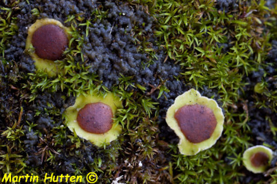 Image of chocolate chip lichen