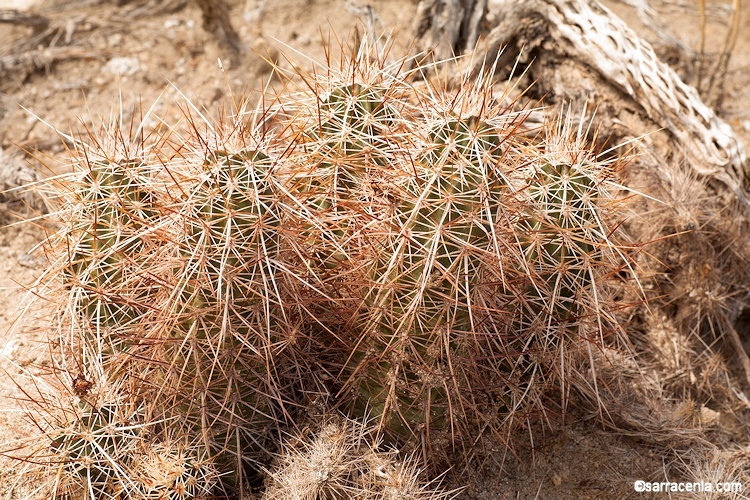 Image of Engelmann's hedgehog cactus