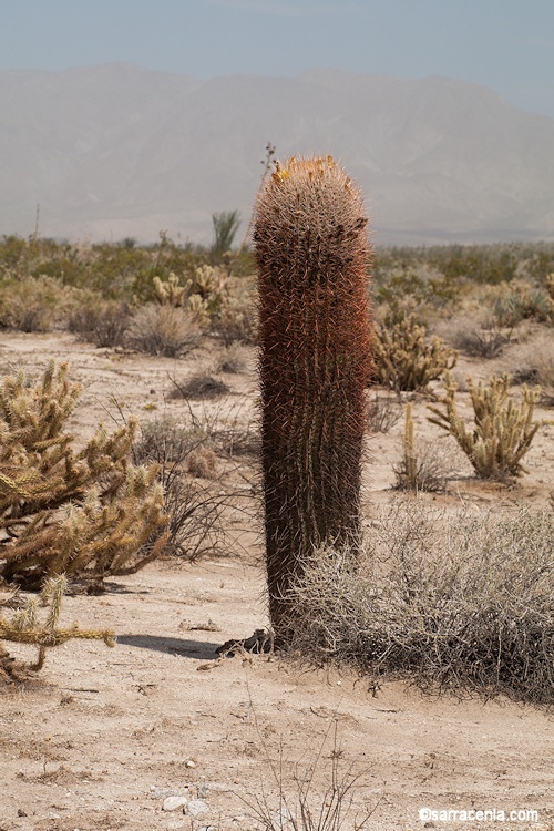 Plancia ëd Ferocactus cylindraceus (Engelm.) Orcutt