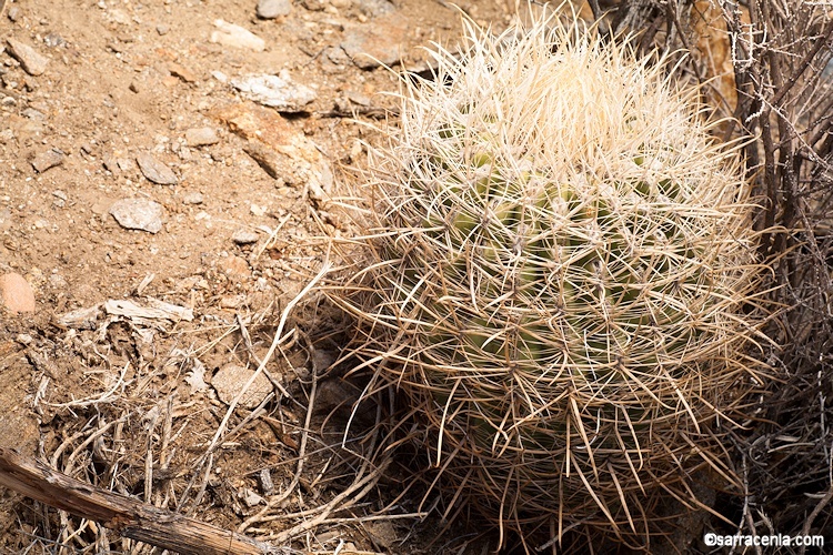 Plancia ëd Ferocactus cylindraceus (Engelm.) Orcutt