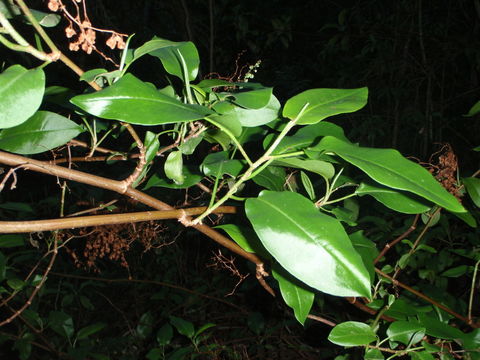 Rumex giganteus Ait. resmi