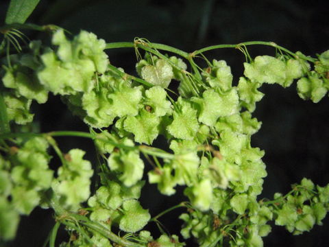 Rumex giganteus Ait. resmi