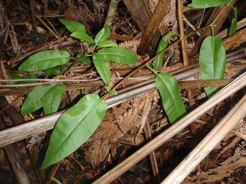 Rumex giganteus Ait.的圖片