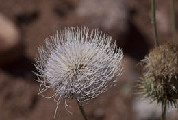 Image of wavyleaf thistle