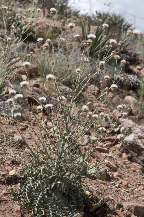 Image of wavyleaf thistle