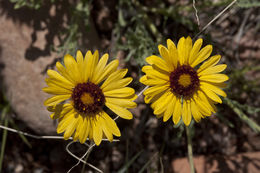 Image of red dome blanketflower