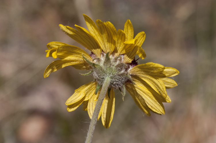 Image of red dome blanketflower