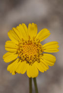 Image de Platyschkuhria integrifolia (A. Gray) Rydb.