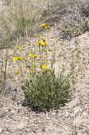 Image de Platyschkuhria integrifolia (A. Gray) Rydb.