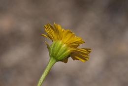 Image of basindaisy