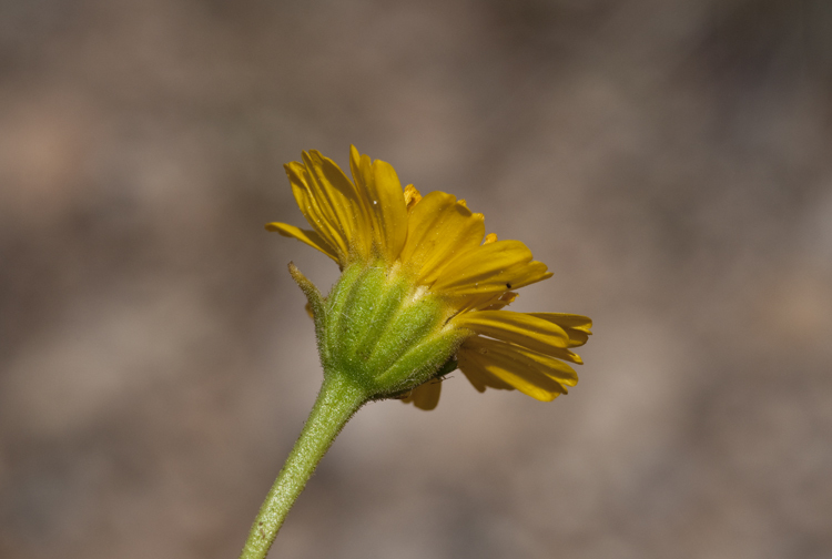 Image de Platyschkuhria integrifolia (A. Gray) Rydb.