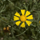 Image of bitter rubberweed