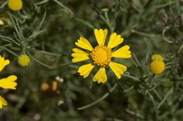 Image of bitter rubberweed