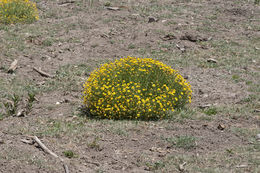 Image of bitter rubberweed