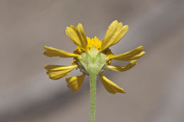 Imagem de Hymenoxys odorata DC.