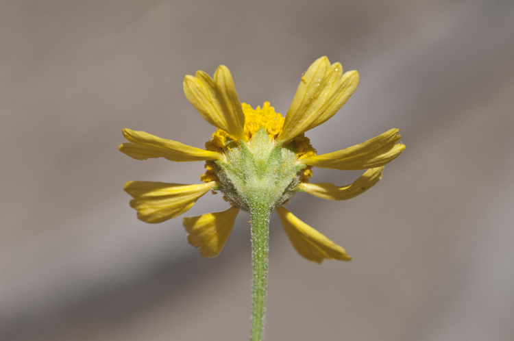 Image of bitter rubberweed