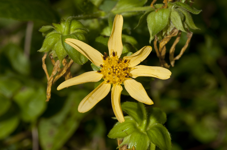 Image of Smallanthus uvedalia (L.) Mackenzie