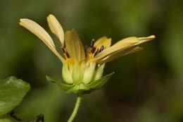 Smallanthus uvedalia (L.) Mackenzie resmi