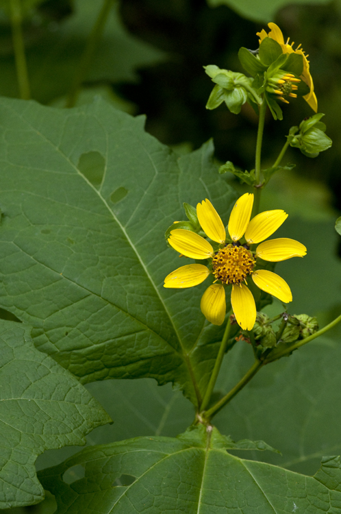 Image of Smallanthus uvedalia (L.) Mackenzie