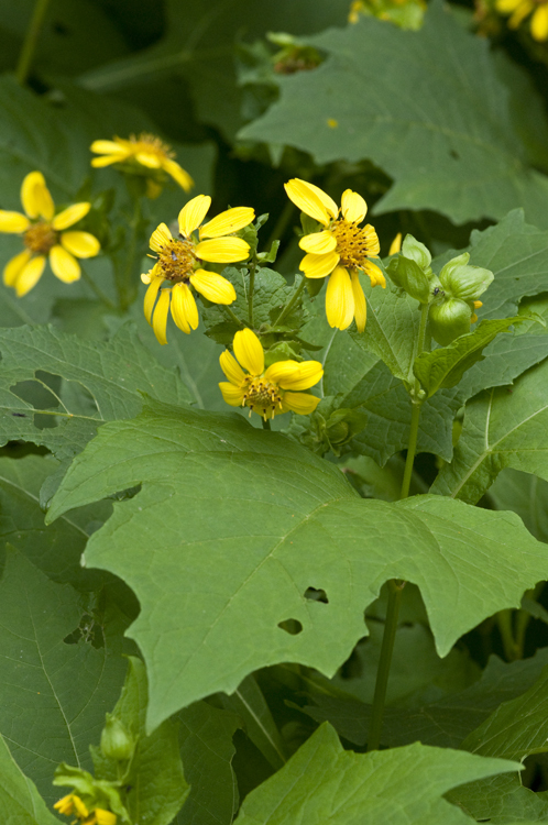 Smallanthus uvedalia (L.) Mackenzie resmi