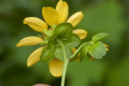 Image of Smallanthus uvedalia (L.) Mackenzie