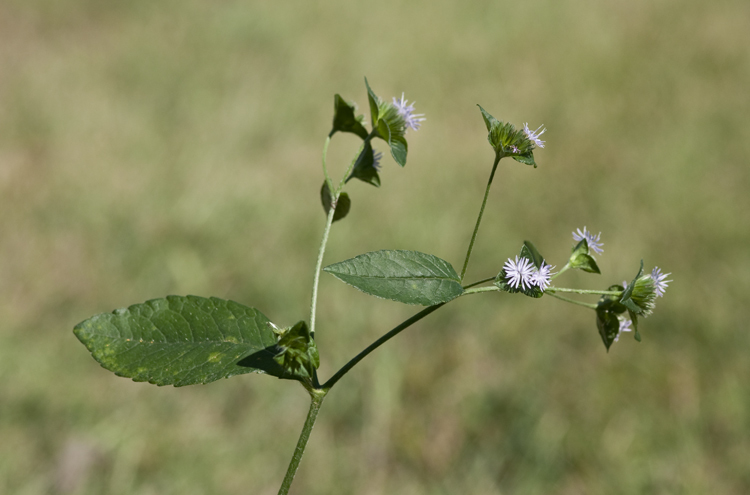 Image of Carolina elephantsfoot