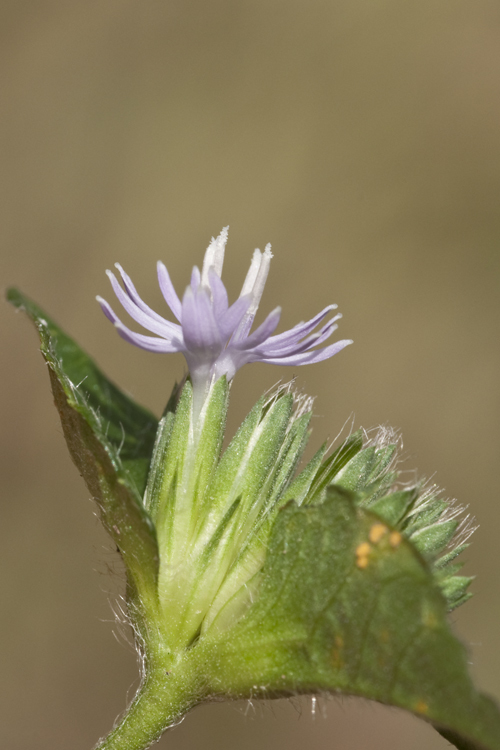 Image of Carolina elephantsfoot