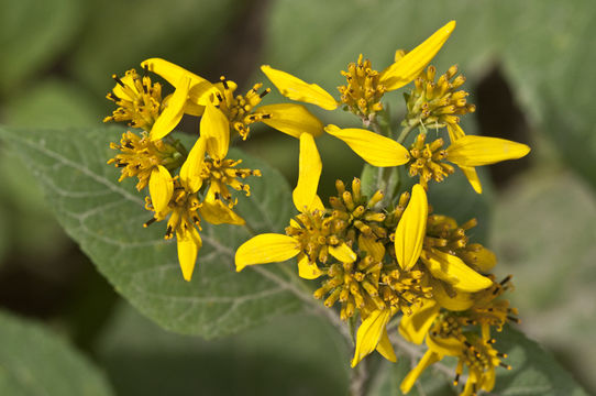 Image of yellow crownbeard