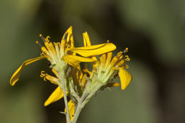 Image of yellow crownbeard