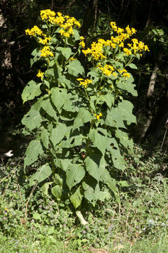 Image of yellow crownbeard