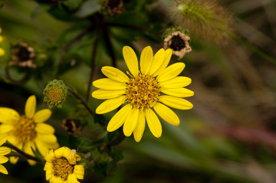 Image of lemonyellow false goldenaster