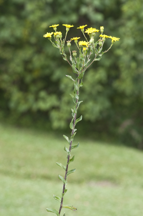 Image of lemonyellow false goldenaster