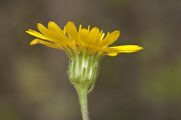 Image of lemonyellow false goldenaster