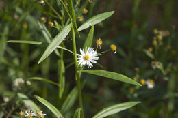 Plancia ëd Boltonia asteroides (L.) L'Hér.