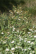 Plancia ëd Boltonia asteroides (L.) L'Hér.