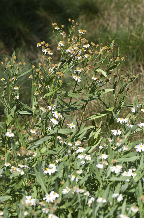 Plancia ëd Boltonia asteroides (L.) L'Hér.