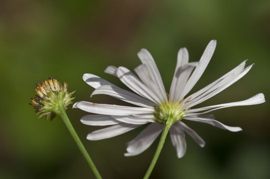 Plancia ëd Boltonia asteroides (L.) L'Hér.