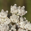 Imagem de Parthenium integrifolium L.