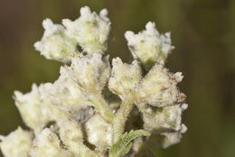 Image of American feverfew