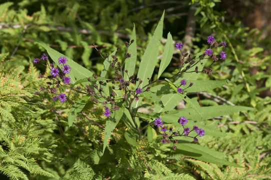 Vernonia noveboracensis (L.) Willd.的圖片