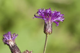 Imagem de Vernonia noveboracensis (L.) Willd.