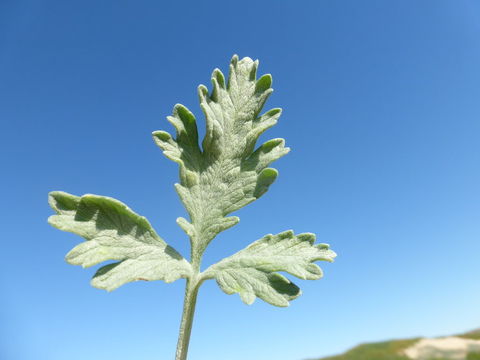 Image of silver bur ragweed