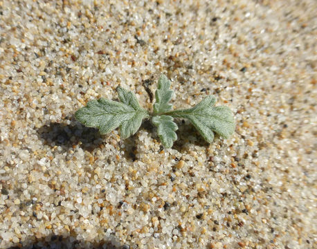 Image of silver bur ragweed