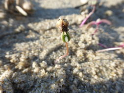 Imagem de Atriplex leucophylla (Moq.) D. Dietr.