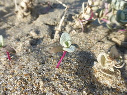 Imagem de Atriplex leucophylla (Moq.) D. Dietr.